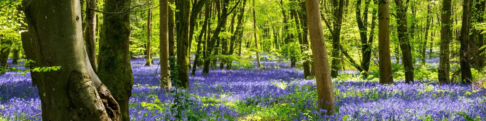 bluebells